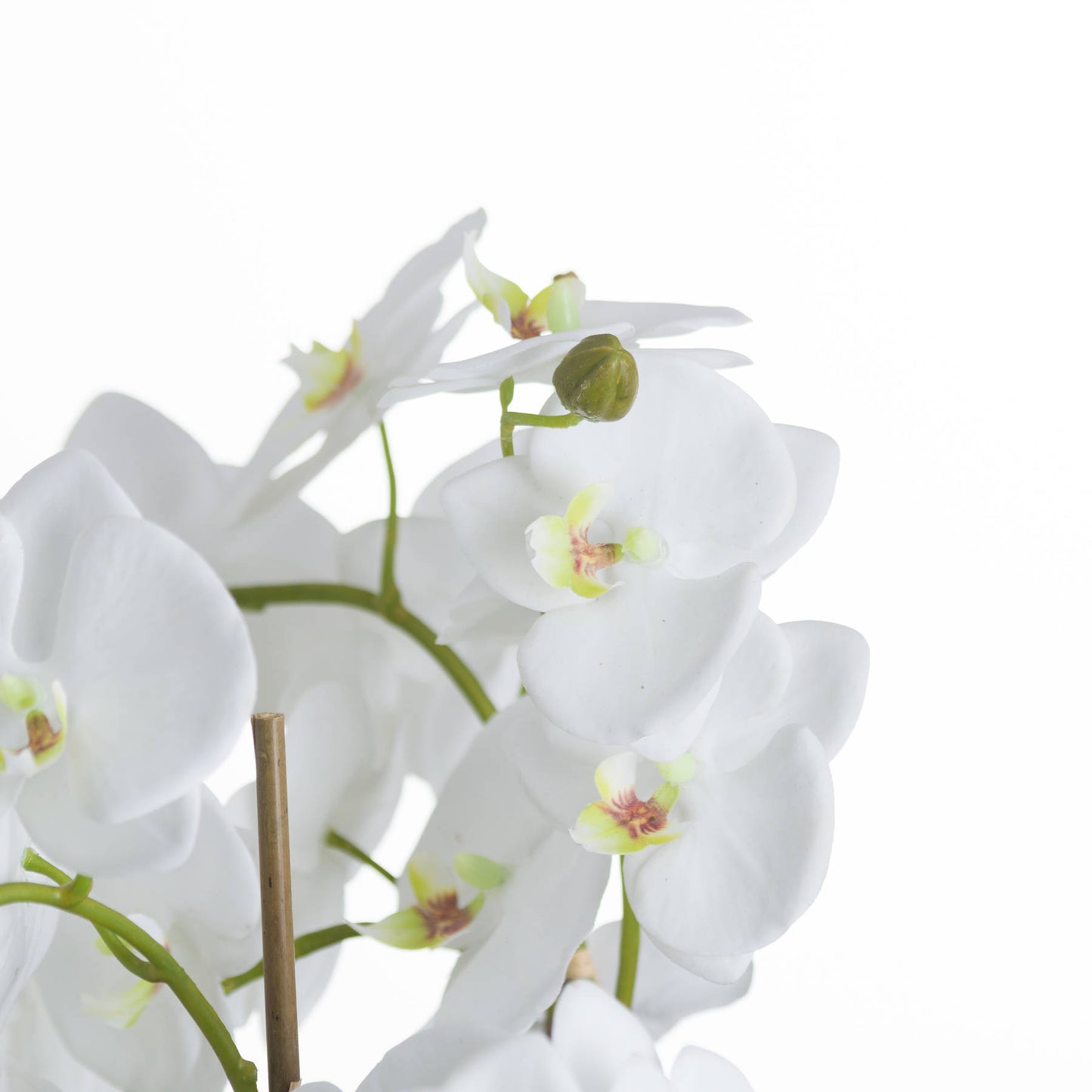 Skandi London Large White Orchid And Fern Garden In Rootball - Skandi London