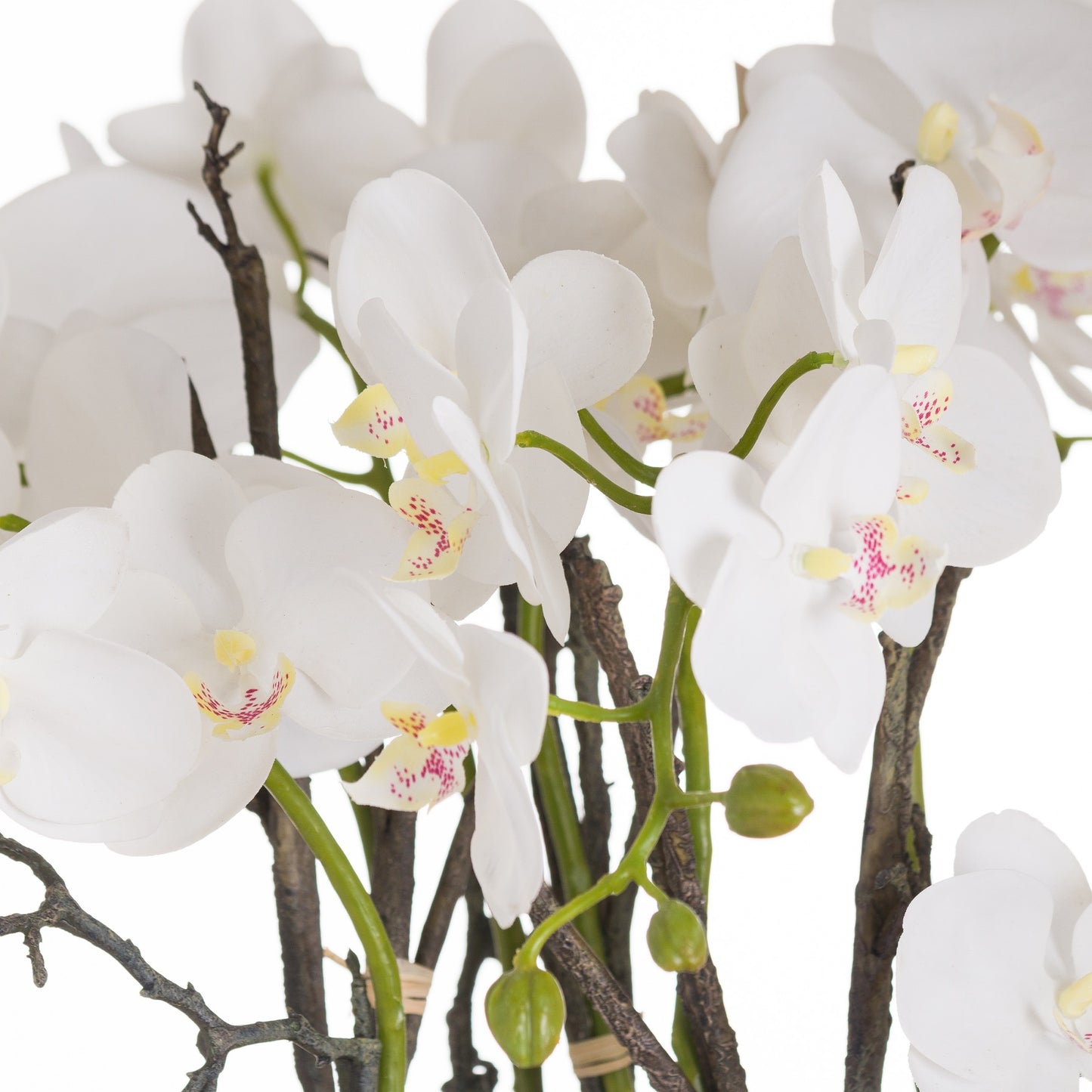 Skandi London Large Stone Potted Orchid With Roots - Skandi London