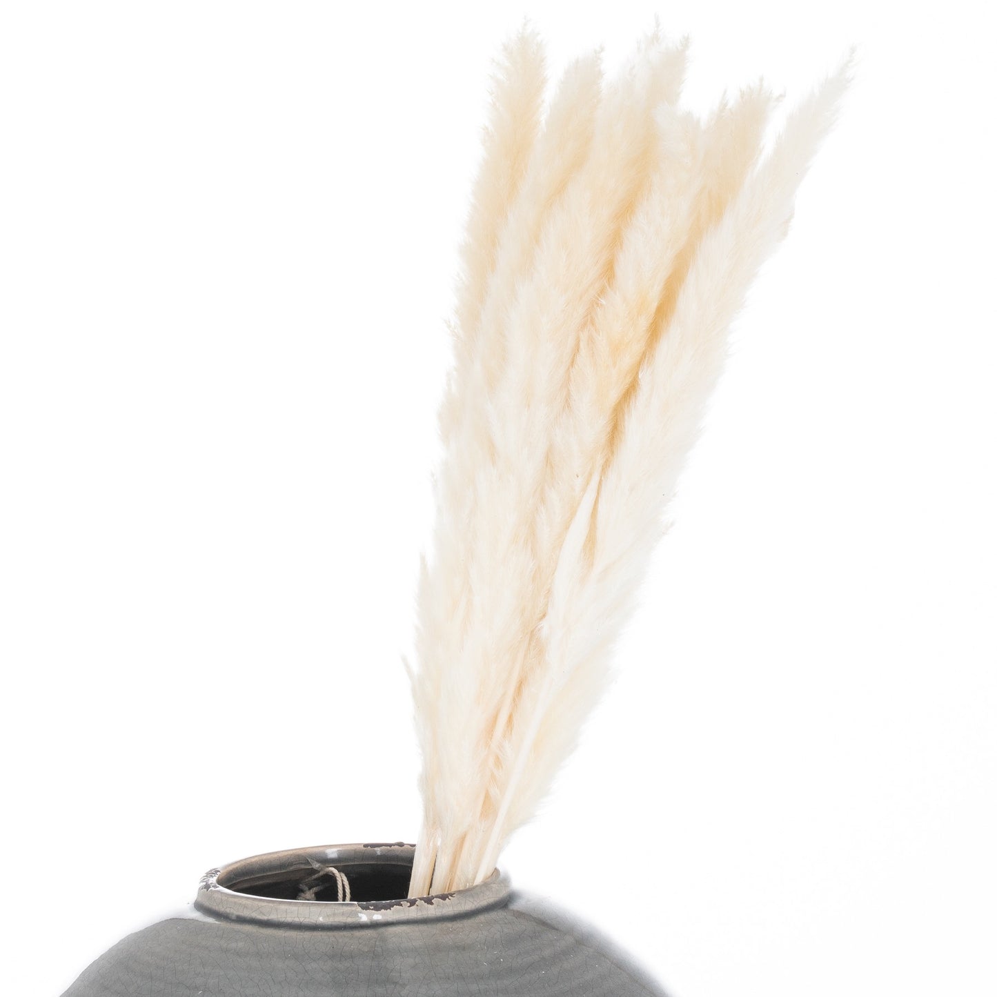 Skandi London Mini White Pampas Grass Bunch Of 15 - Skandi London