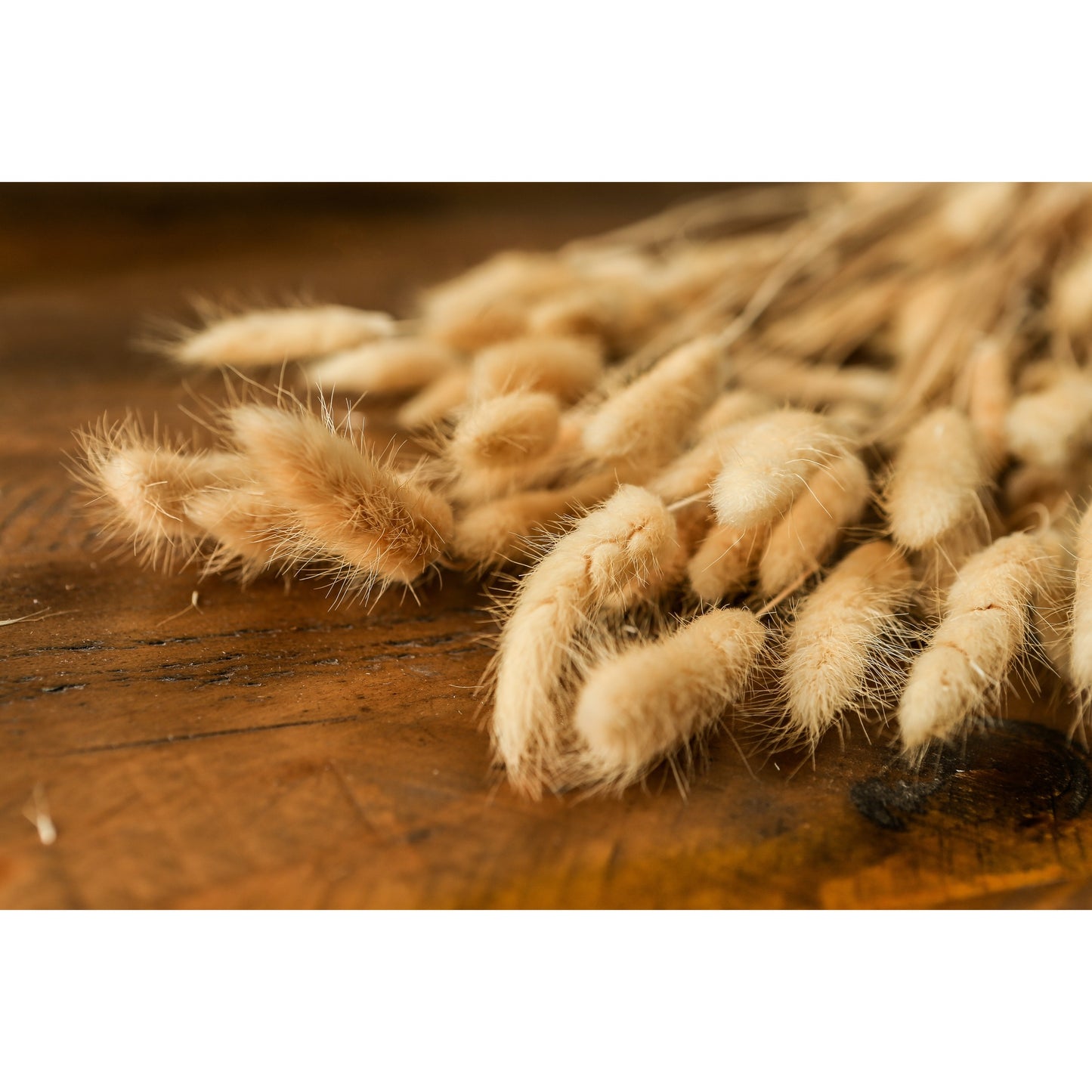 Skandi London Bouquet Of Tall Bunny Tails - Skandi London
