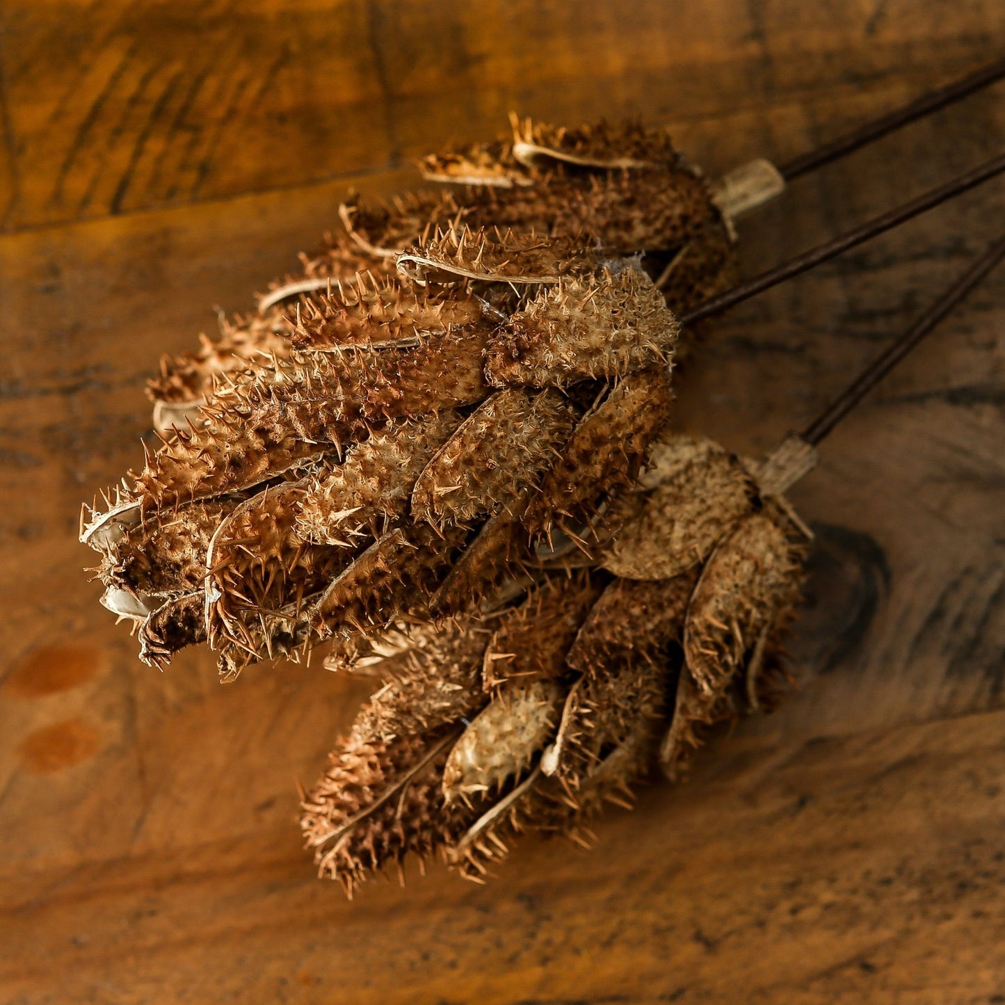 Skandi London Bouquet Of Dried Protea - Skandi London