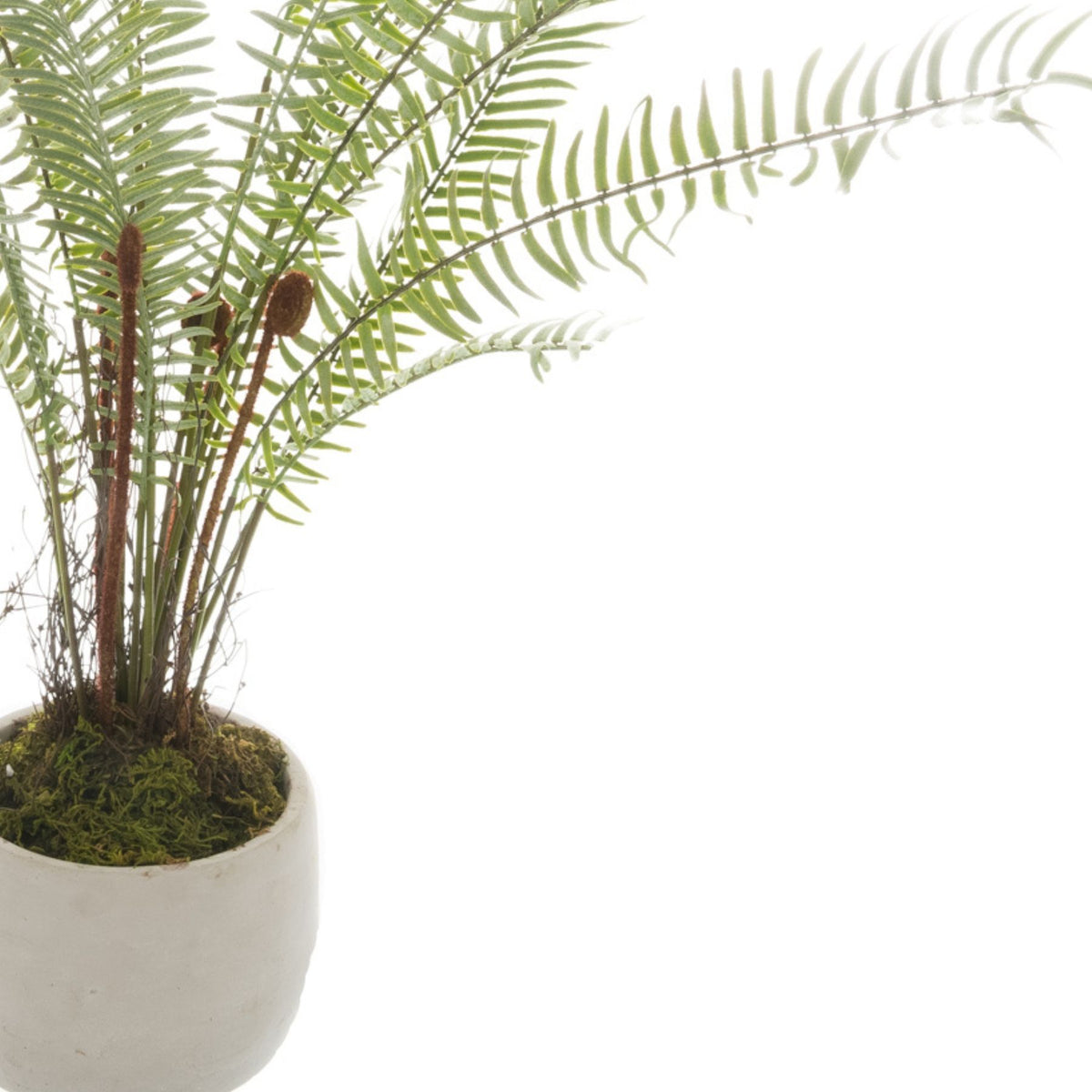 Skandi London White Potted Boston Fern