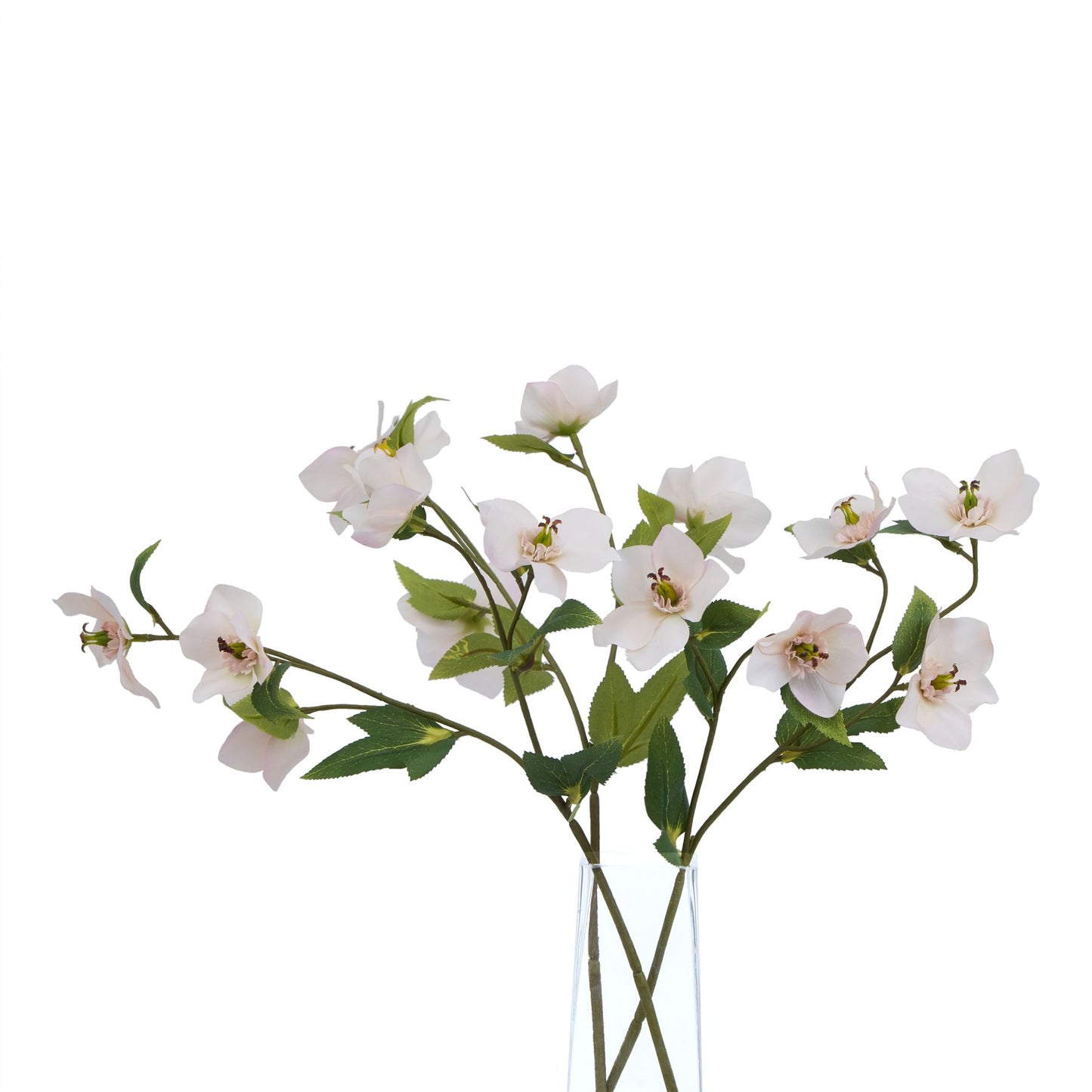 Lund Natural Garden Collection Pale Apricot Hellibore - Skandi London