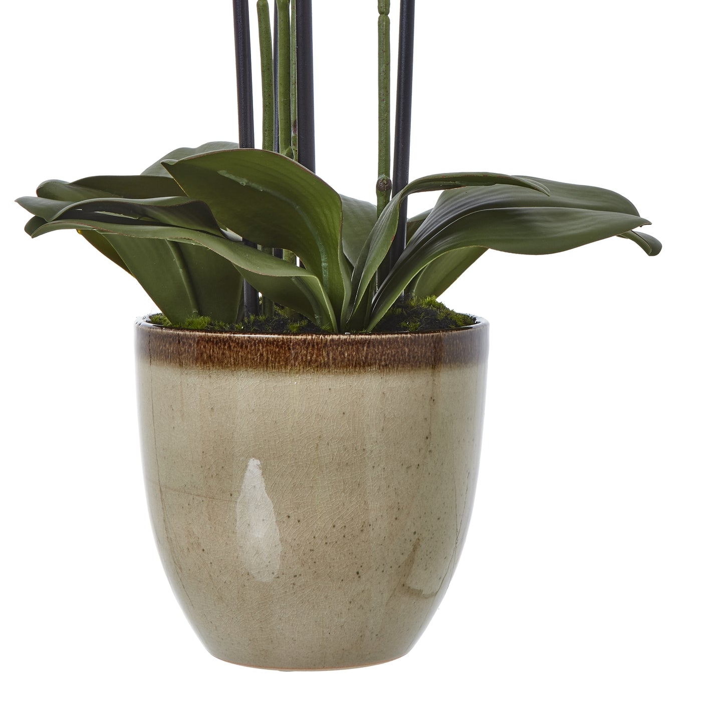 Extra Large Green Orchid In Ceramic Pot - Skandi London