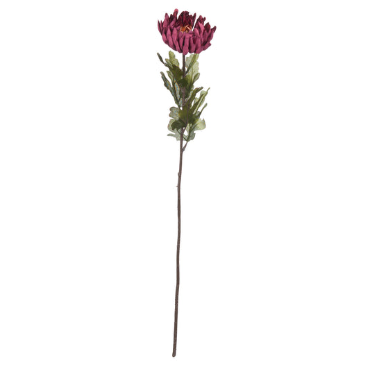 Skandi London Autumn Spider Chrysanthemum - Skandi London
