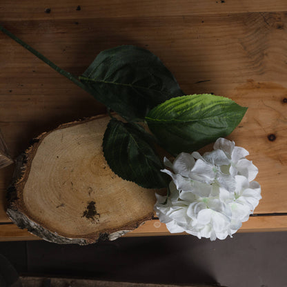 Skandi London White Small Head Hydrangea