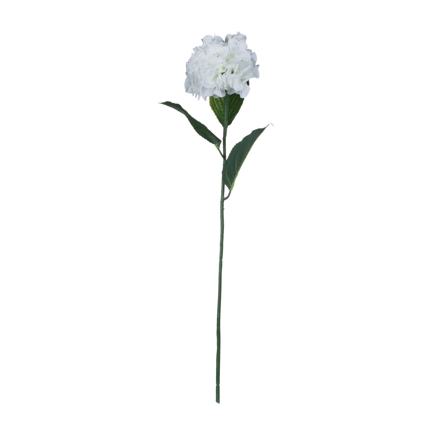 Skandi London White Small Head Hydrangea