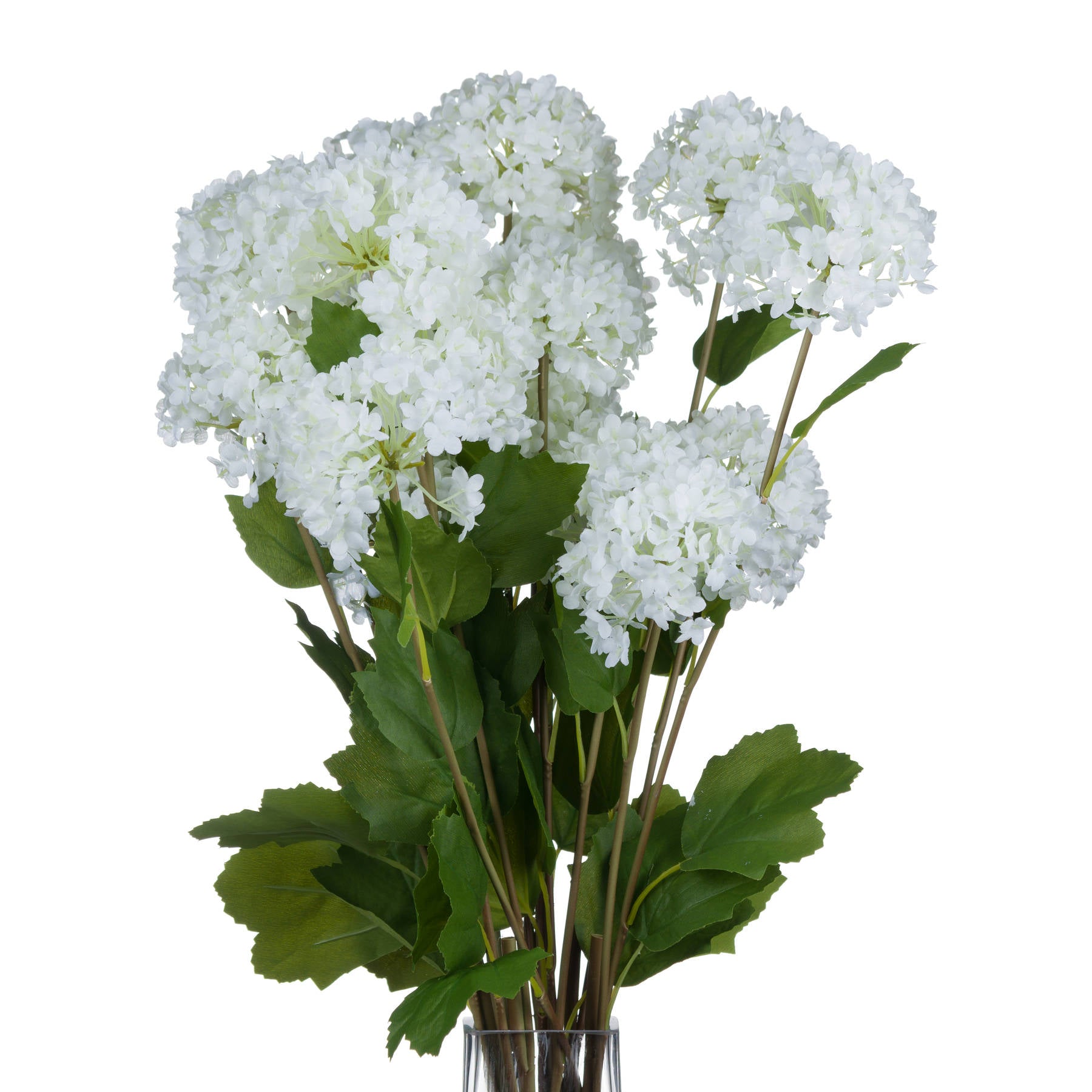 Skandi London Viburnum Opulus - Skandi London