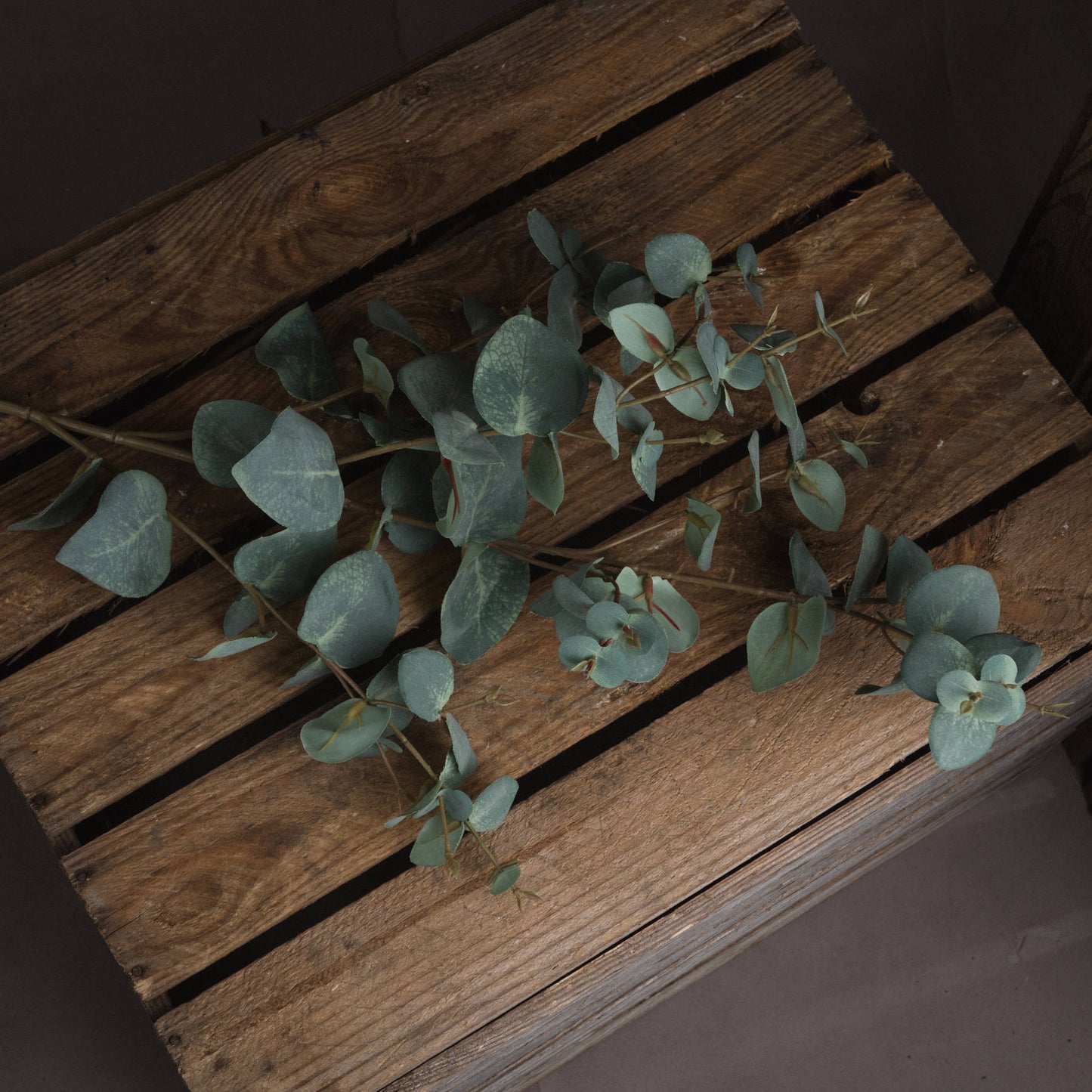 Skandi London Variegated Eucalyptus - Skandi London