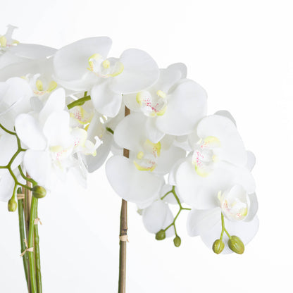 Skandi London Large White Orchid In Stone Pot - Skandi London