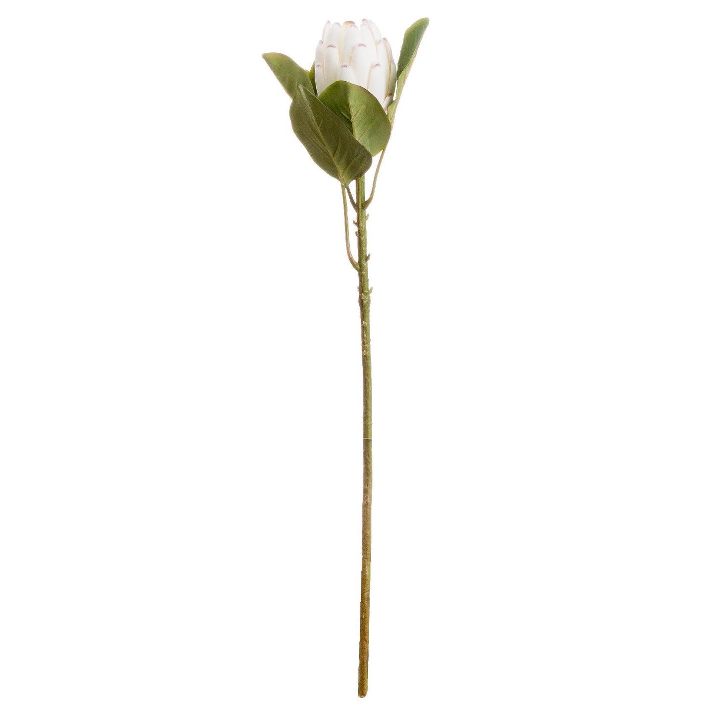 Skandi London Closed White Protea - Skandi London