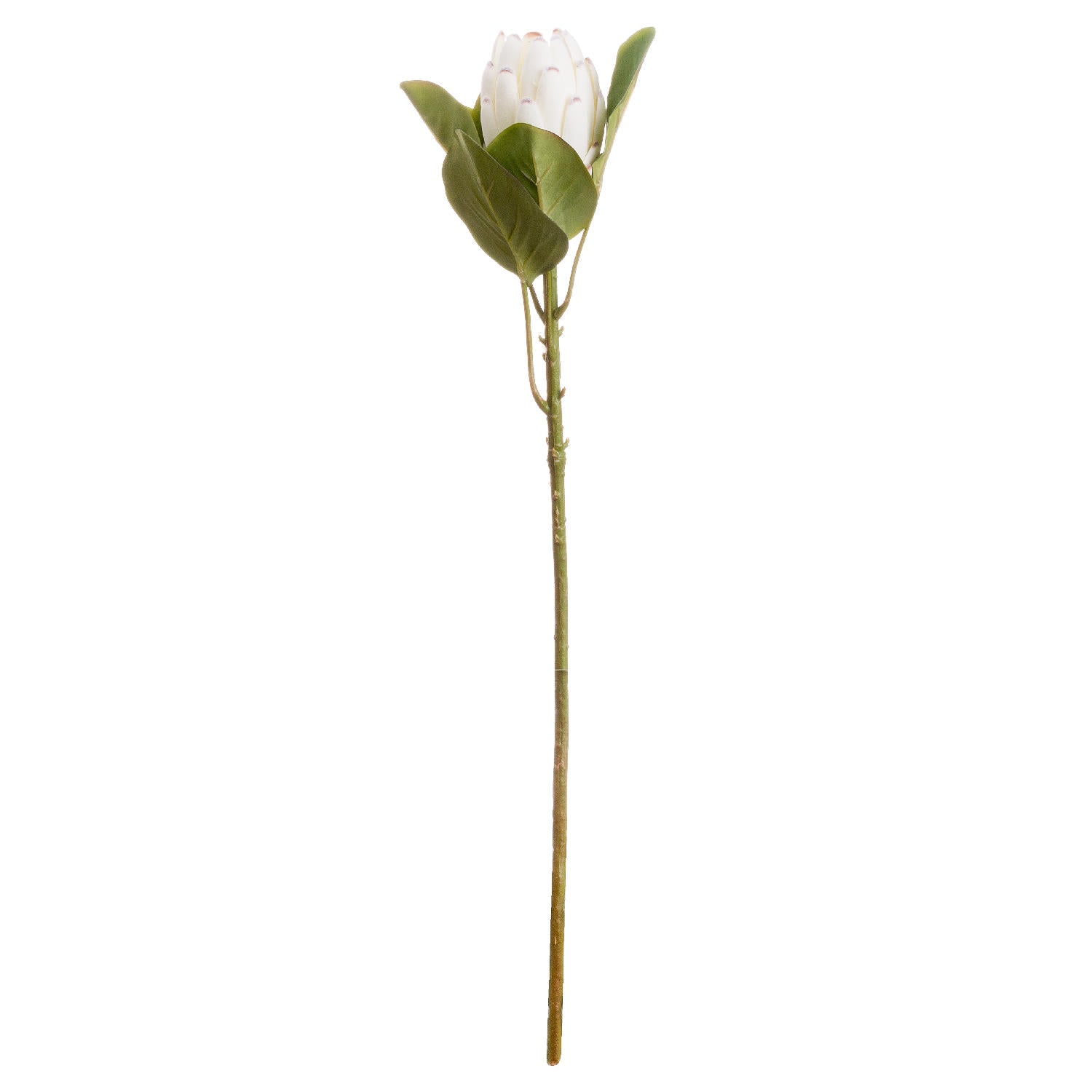 Skandi London Closed White Protea - Skandi London