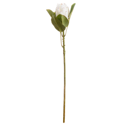 Skandi London Closed White Protea - Skandi London