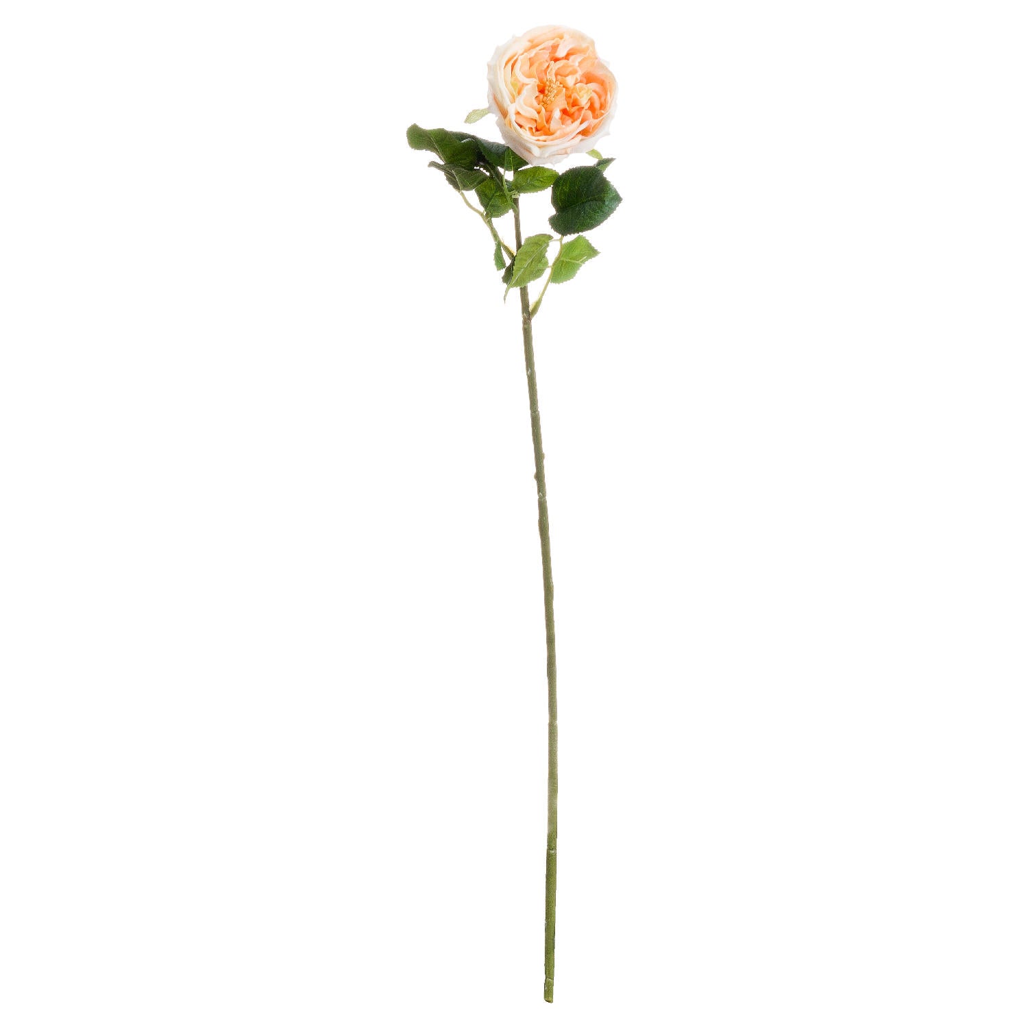 Skandi London Butter Portland Rose - Skandi London