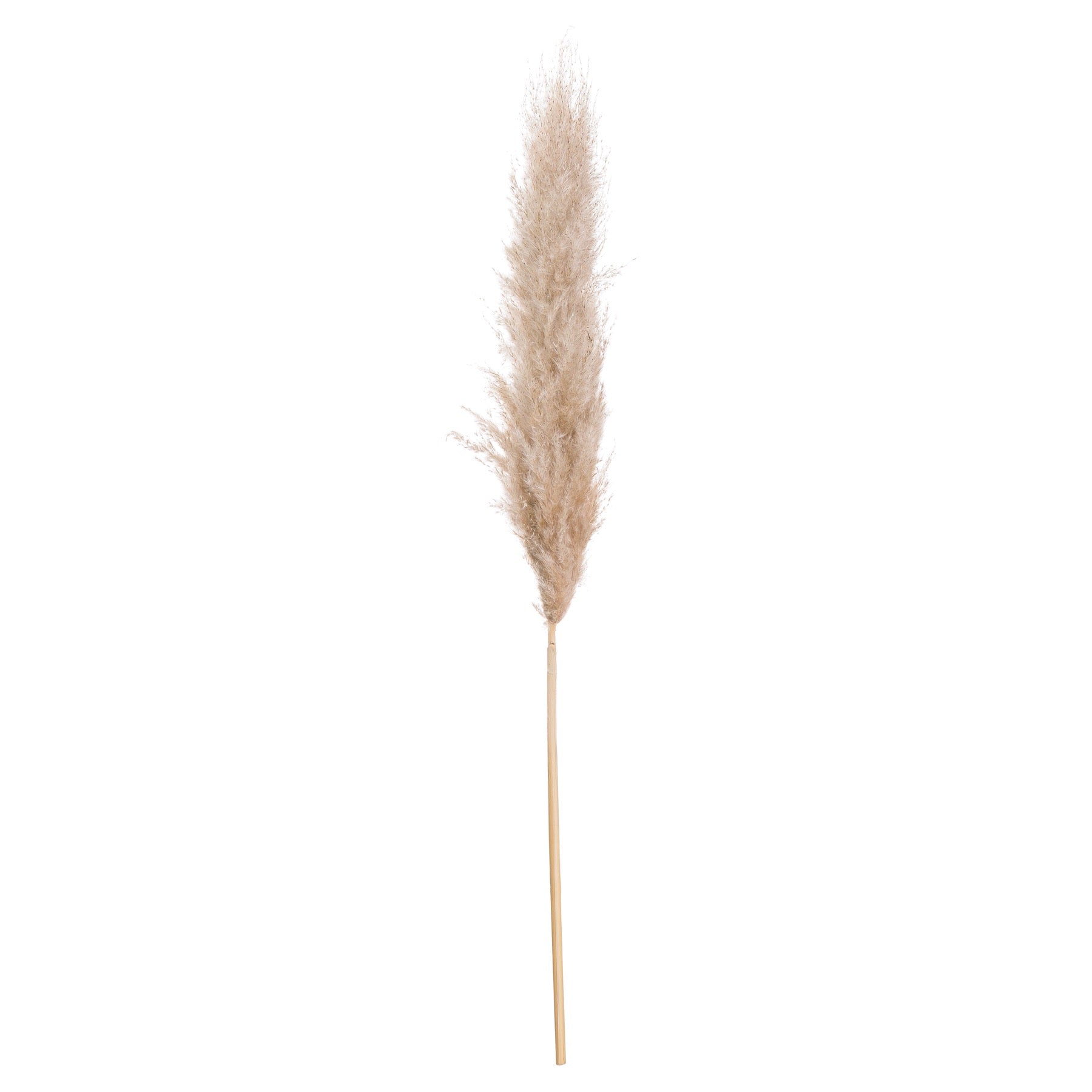 Skandi London Butter Pampas Grass - Skandi London