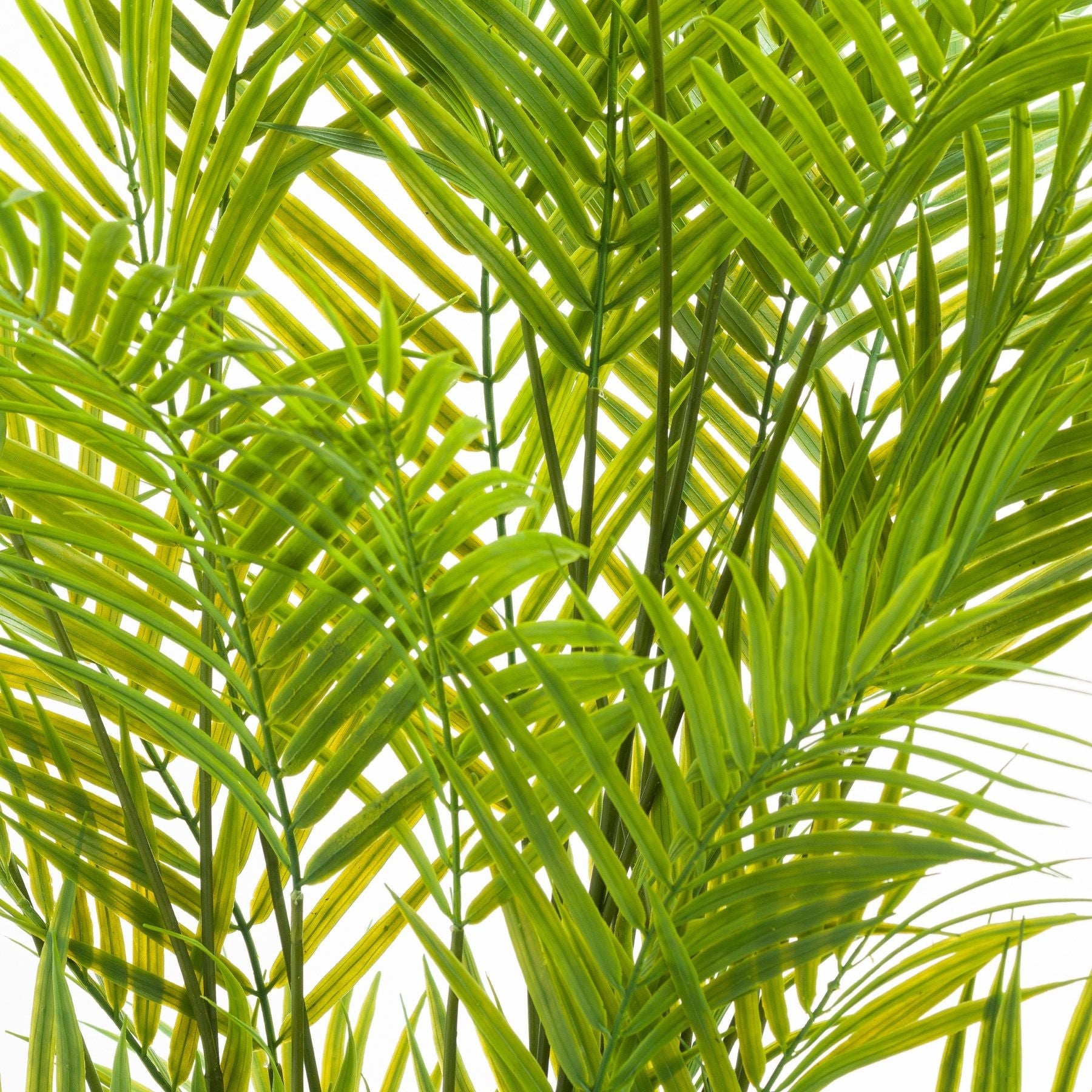 Skandi London Large Paradise Potted Palm - Skandi London