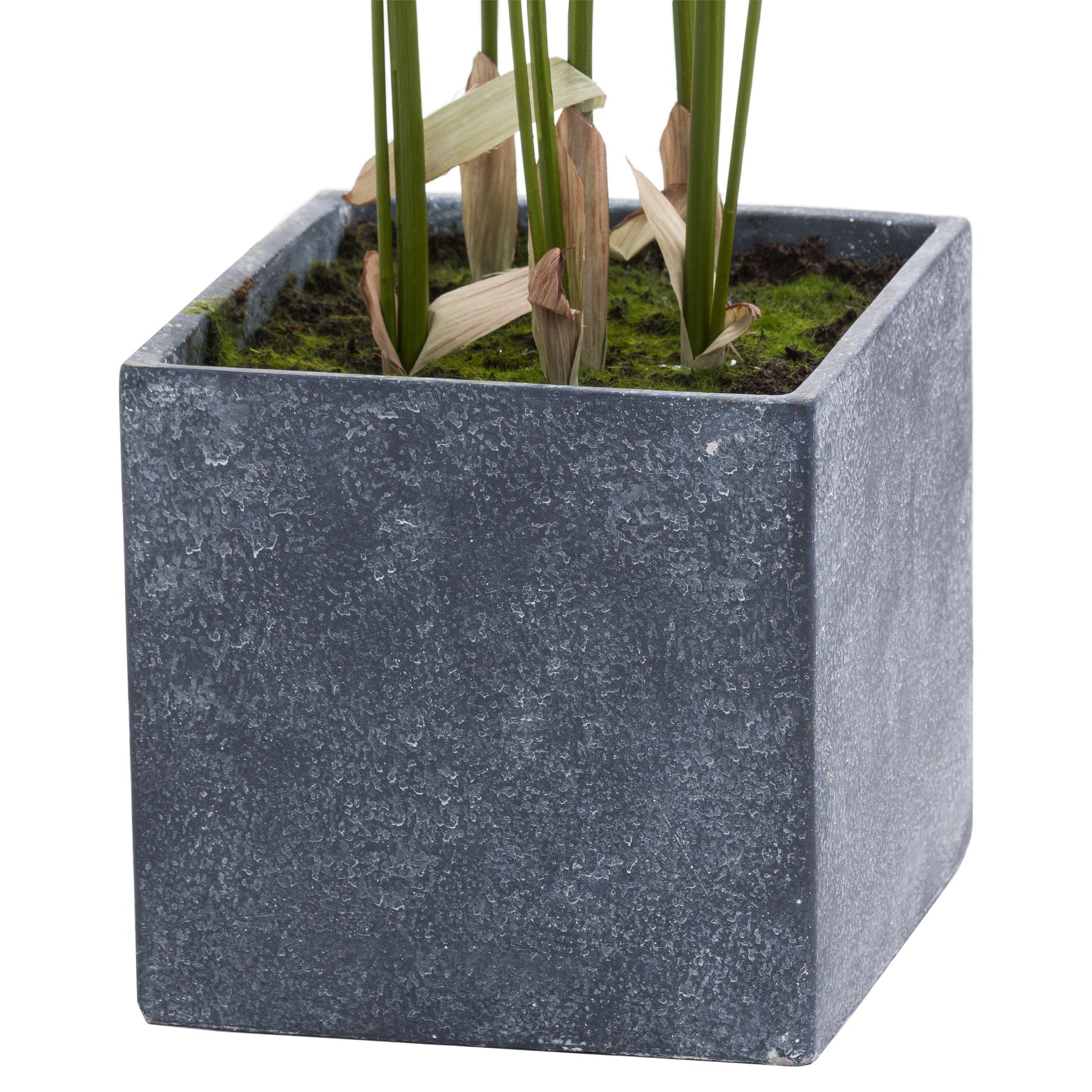 Skandi London Large Paradise Potted Palm - Skandi London