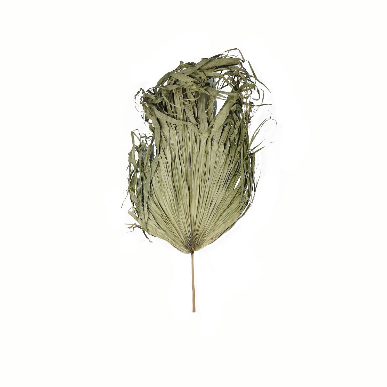 Skandi London Dried Sun Big Palm - Skandi London