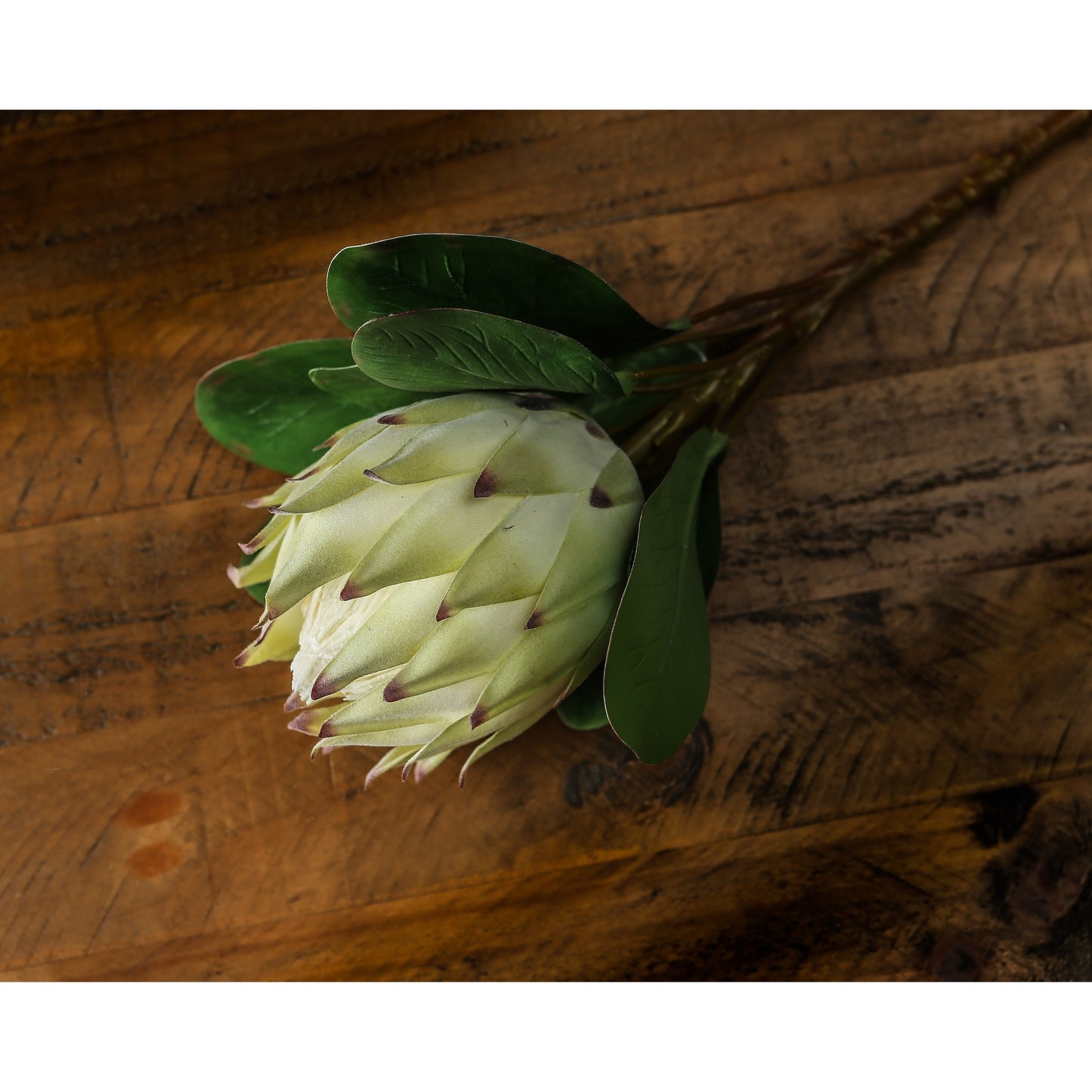 Skandi London Large White Protea
