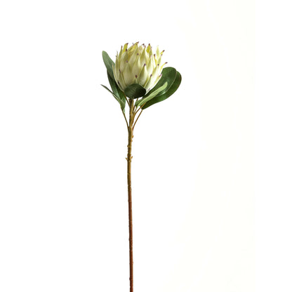 Skandi London Large White Protea