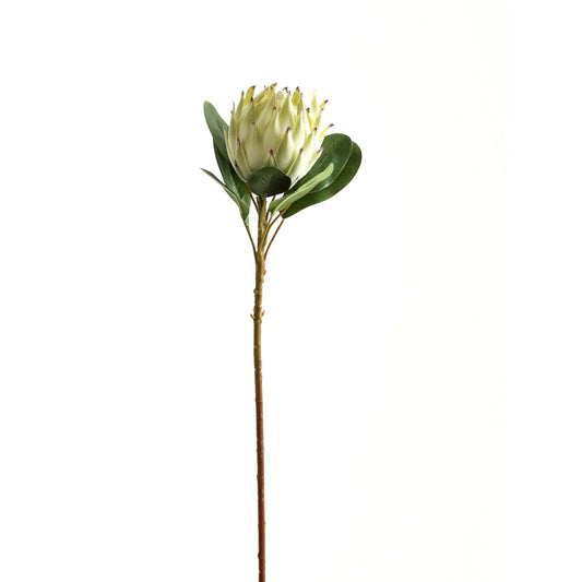 Skandi London Large White Protea