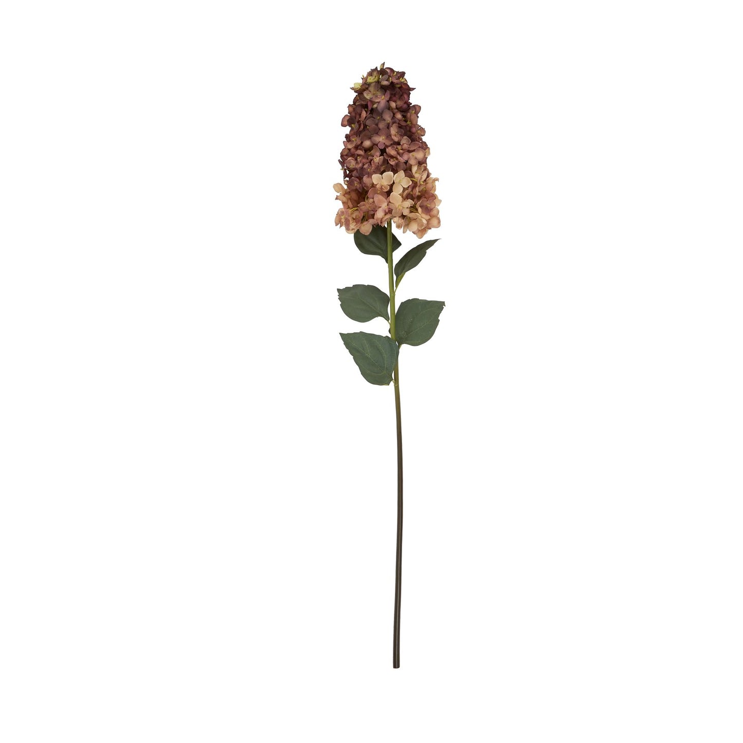 Skandi London Burgundy Spear Hydrangea