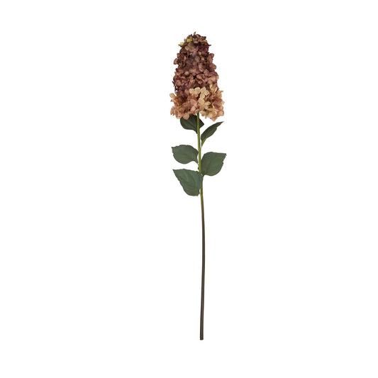 Skandi London Burgundy Spear Hydrangea