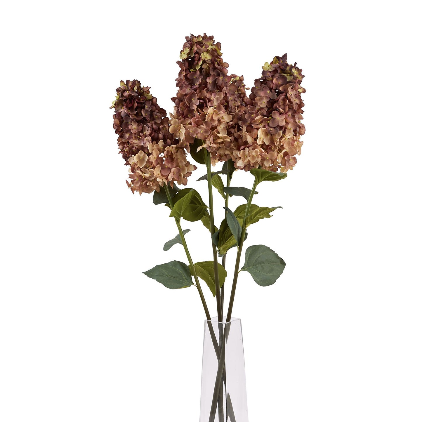 Skandi London Burgundy Spear Hydrangea