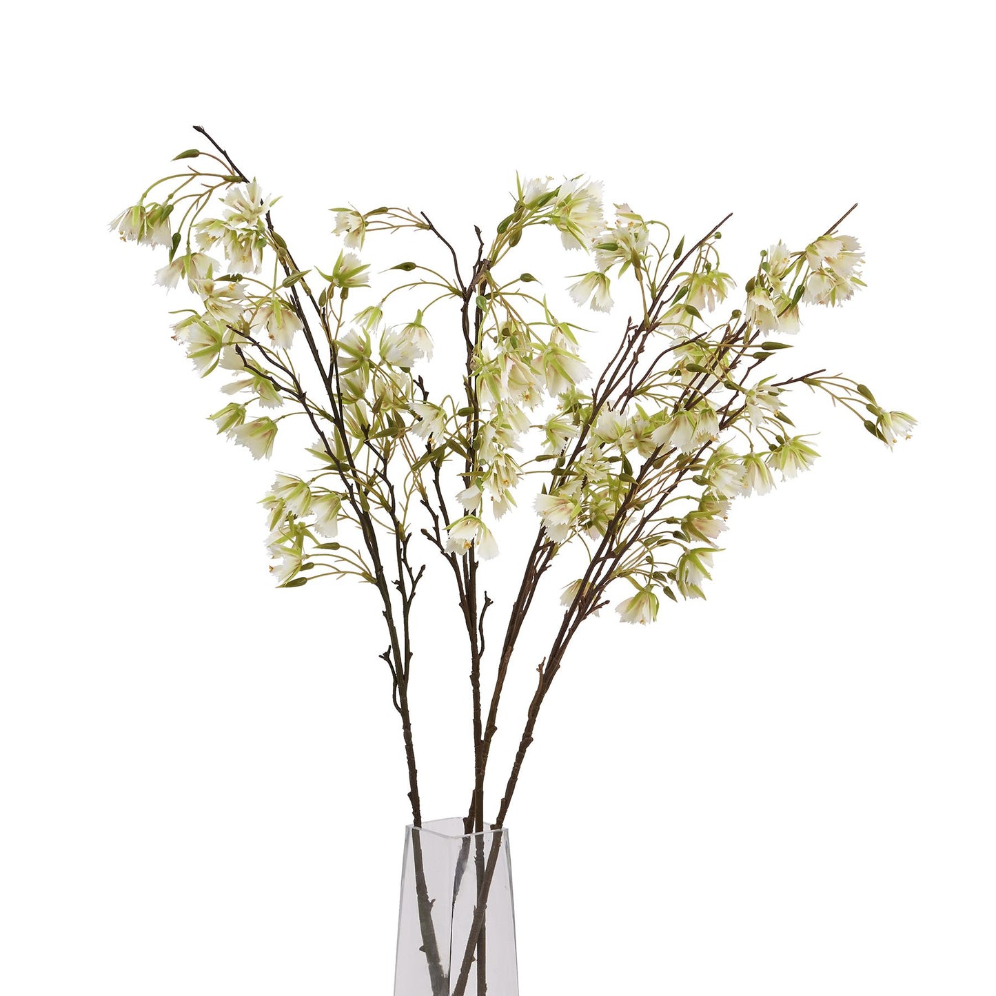 Skandi London Elaeocarpus Stem - Skandi London