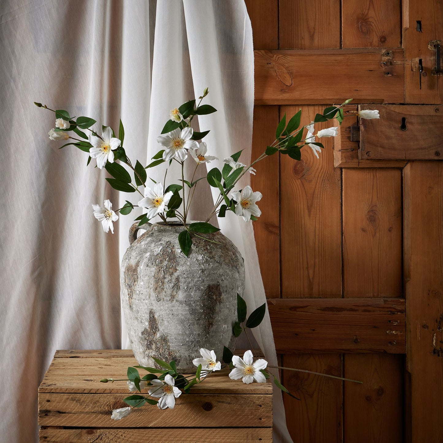 Skandi London White Florida Clematis - Skandi London