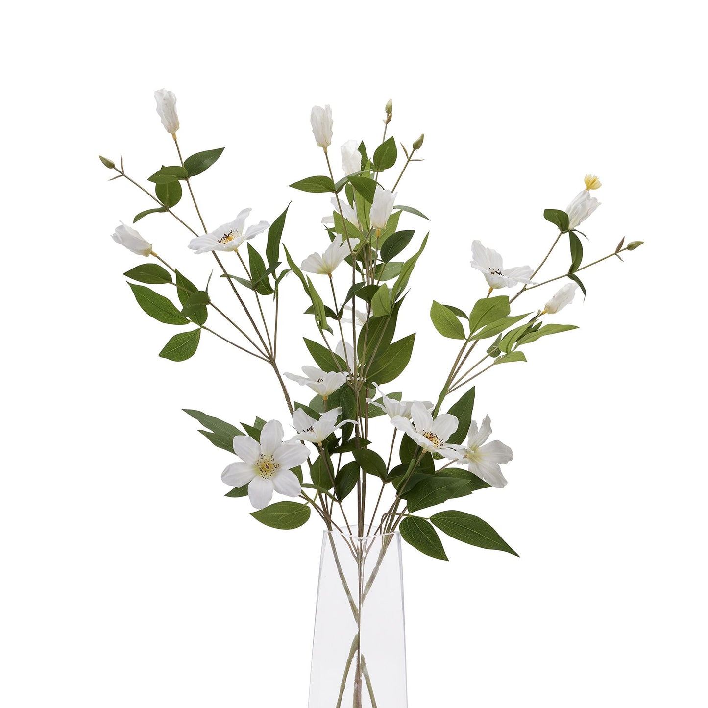 Skandi London White Florida Clematis - Skandi London
