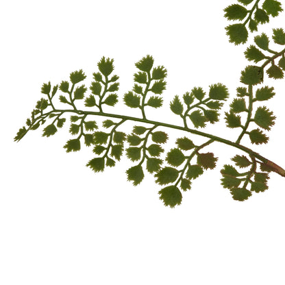Lund Natural Garden Collection Maidenhair Fern Stem - Skandi London