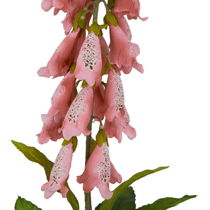 Lund Natural Garden Collection Pale Pink Foxglove