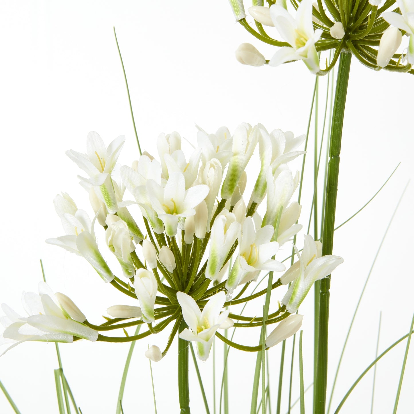 White Agapanthus Plant In Pot - Skandi London