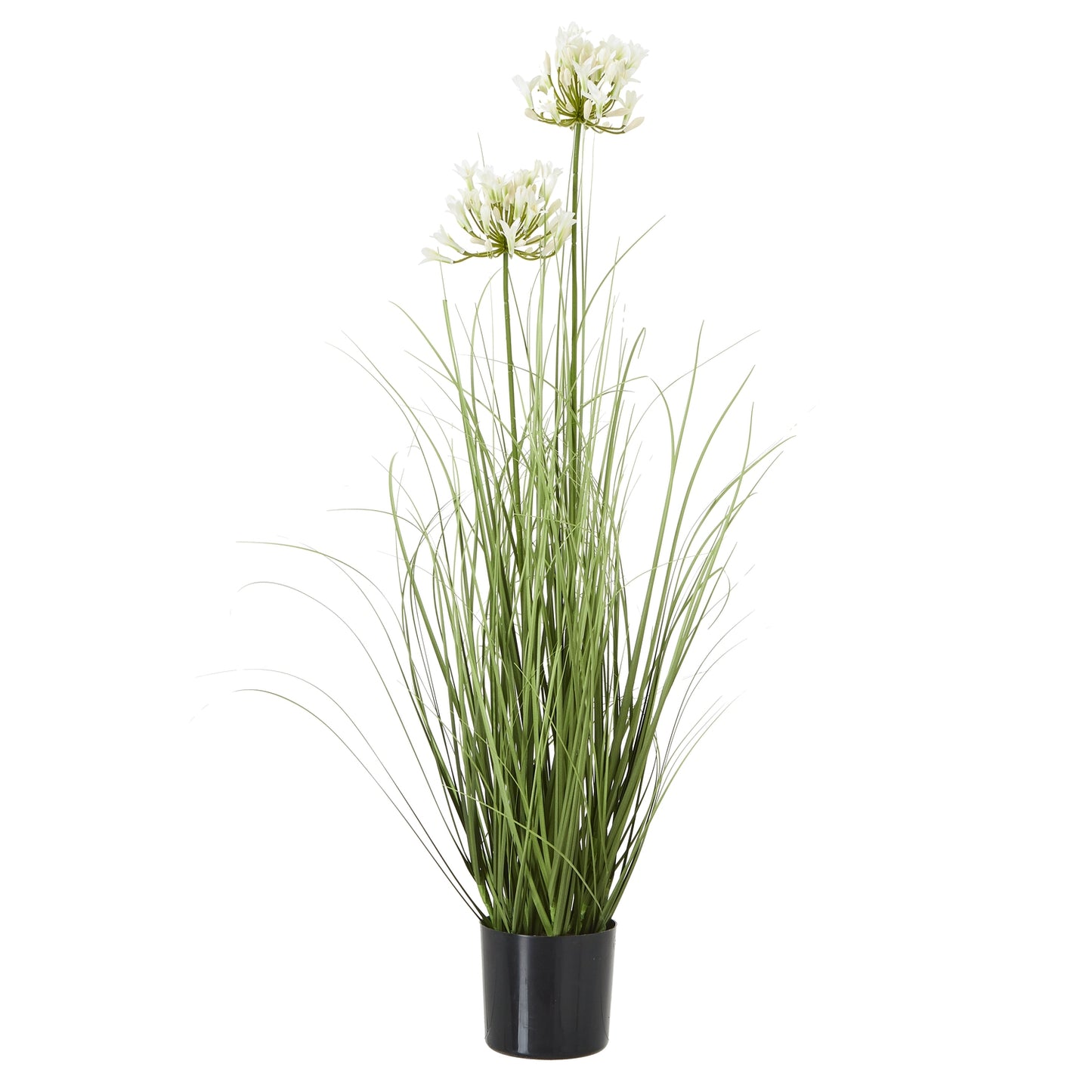 White Agapanthus Plant In Pot - Skandi London
