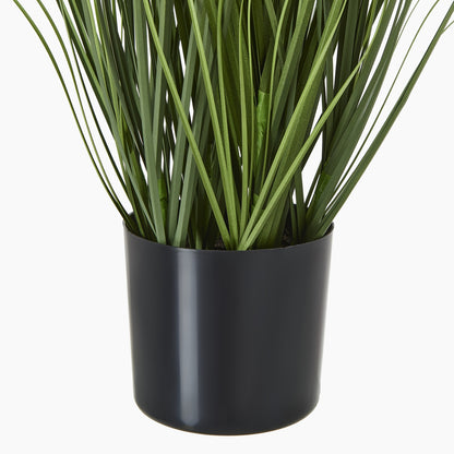 Blue Agapanthus Plant In Pot - Skandi London