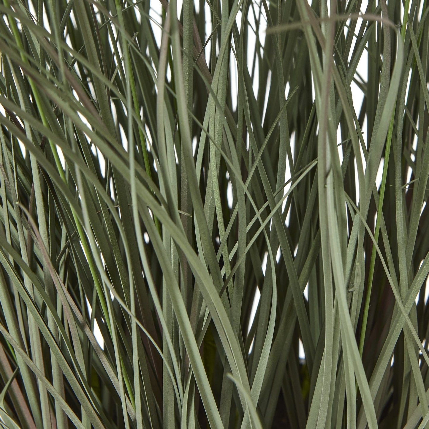 Fountain Grass Plant In Pot - Skandi London