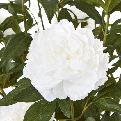 Extra Large White Peony Bush In Pot - Skandi London