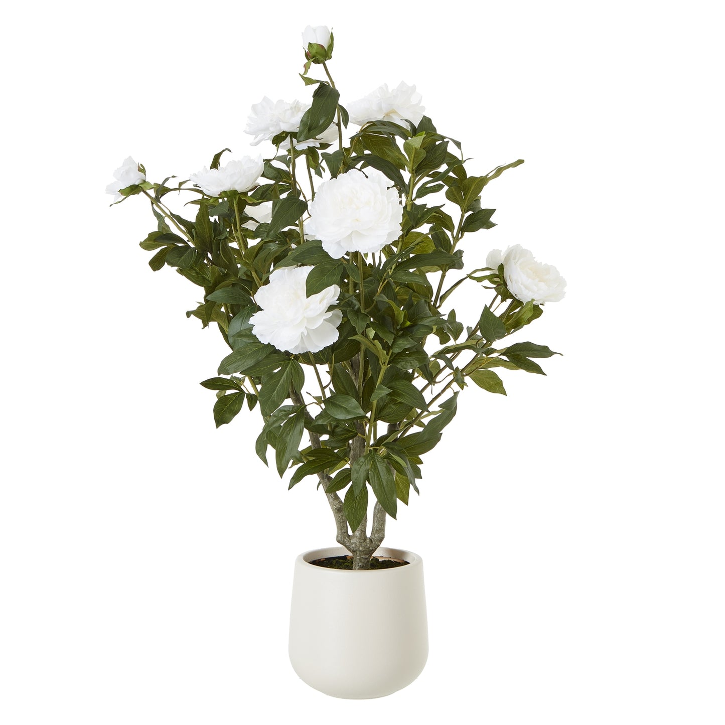 Extra Large White Peony Bush In Pot - Skandi London