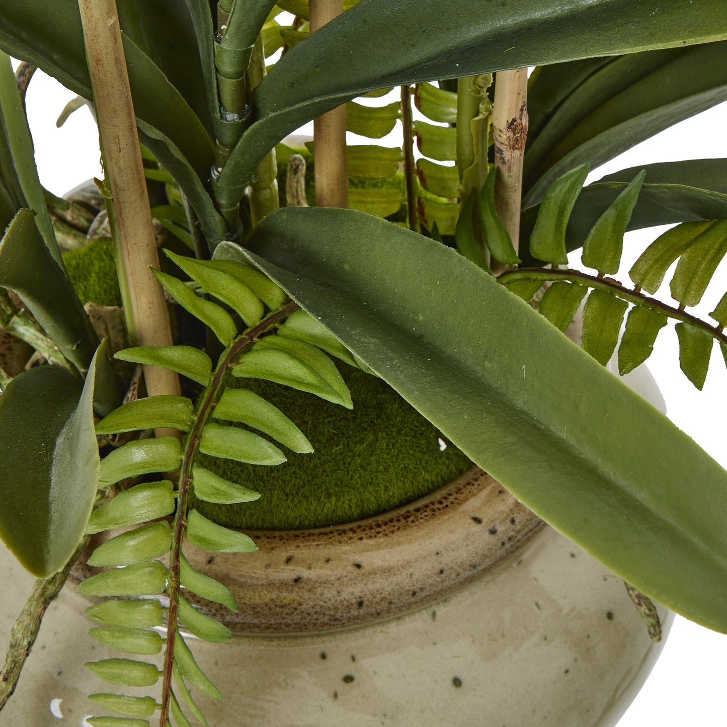 White Vanda Orchid Plant In Ceramic Pot - Skandi London