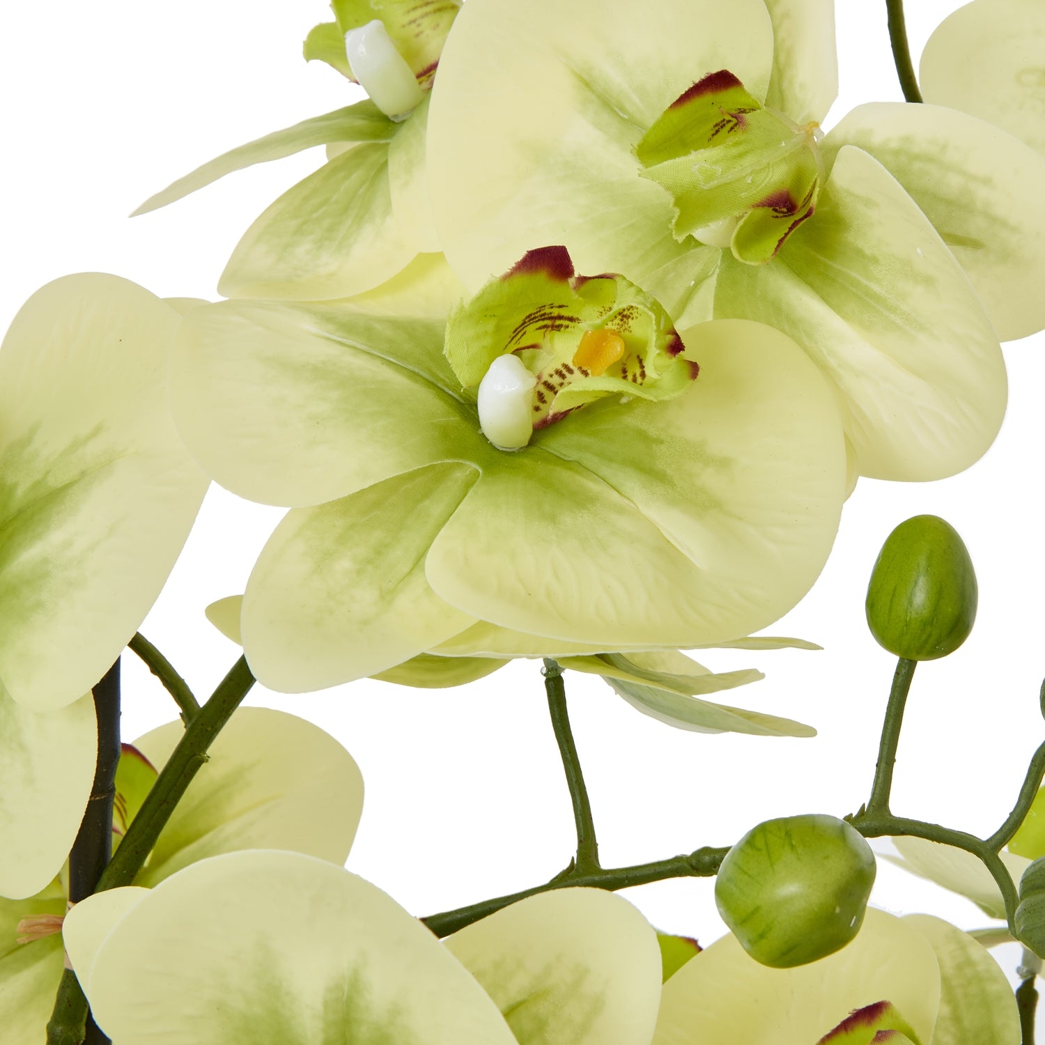 Extra Large Green Orchid In Ceramic Pot - Skandi London