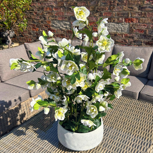 Large White Hellebore In Grey Pot - Skandi London