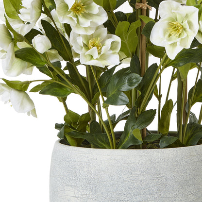 Large White Hellebore In Grey Pot - Skandi London