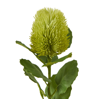 Green Banksia Stem - Skandi London