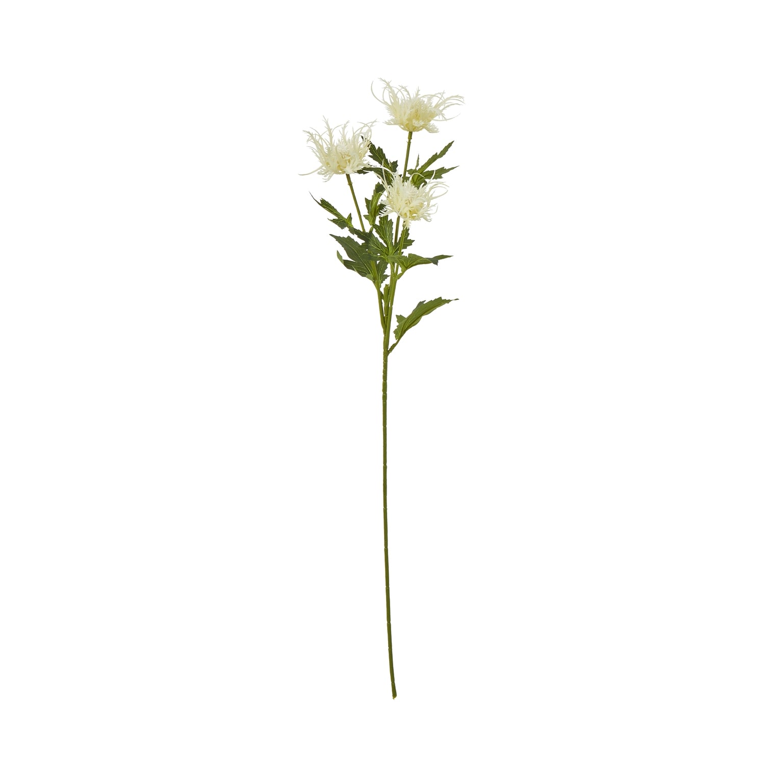 Cream Sea Holly Spray - Skandi London