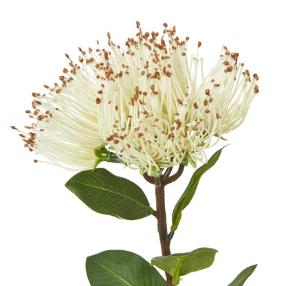 Cream Protea Nitida Stem - Skandi London
