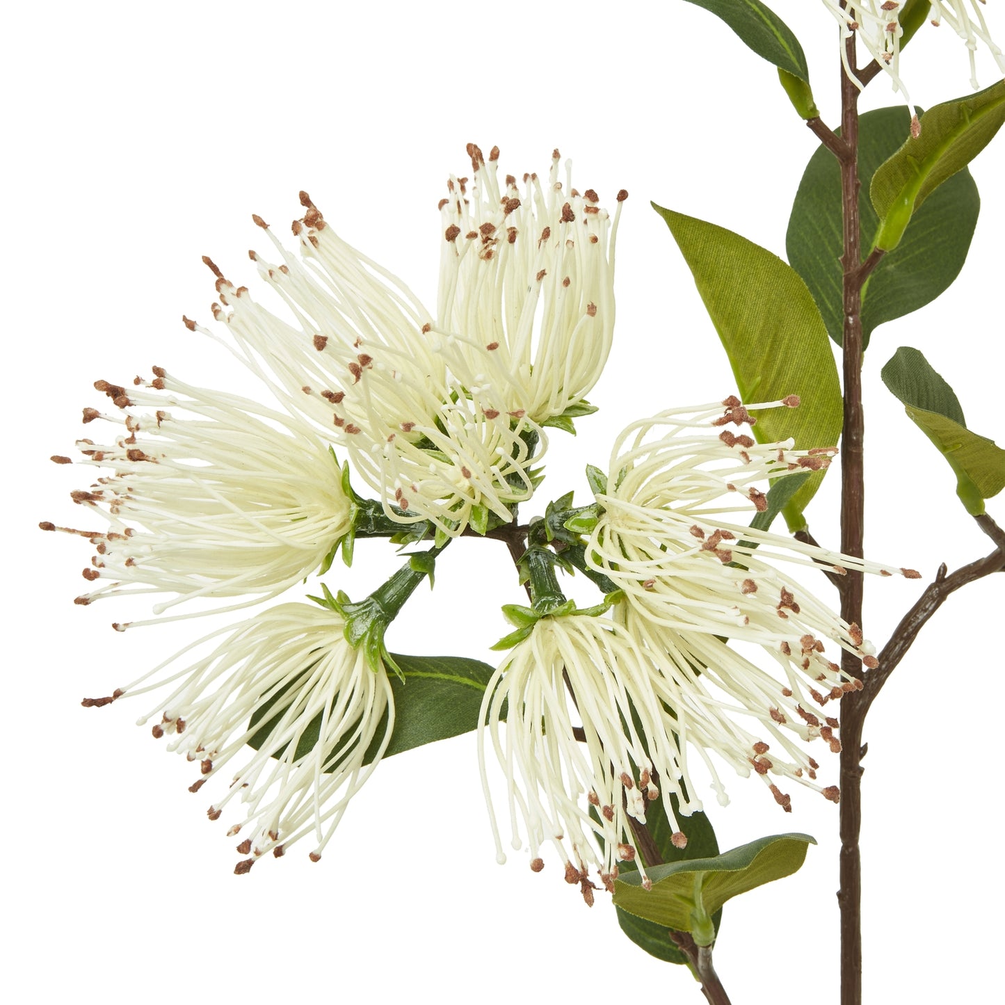 Cream Protea Nitida Spray - Skandi London