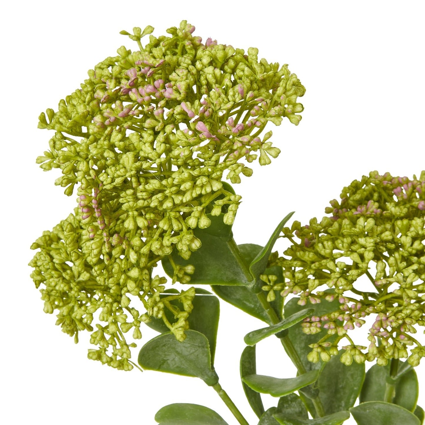 Green Sedum Spray - Skandi London