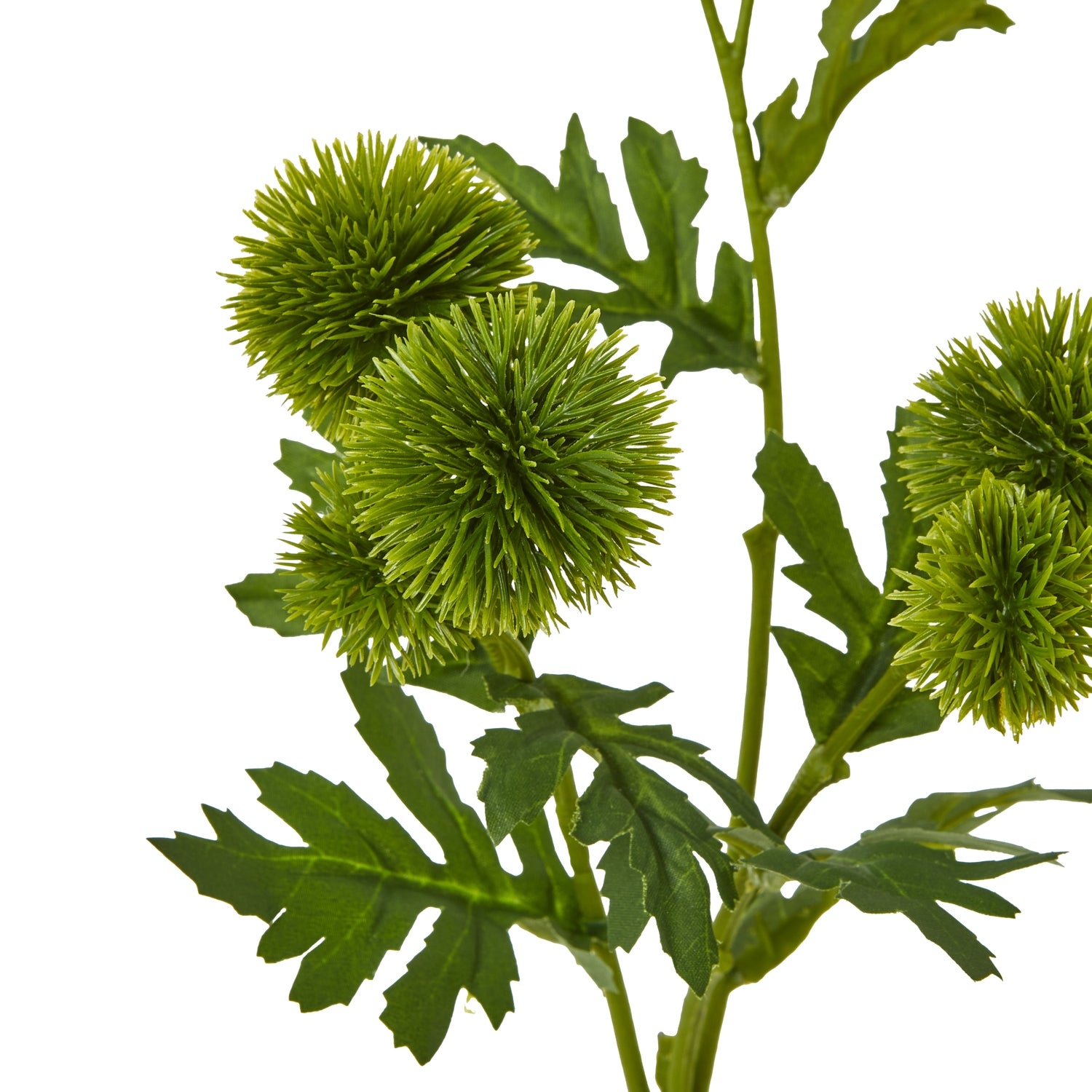 Green Globe Thistle Spray - Skandi London