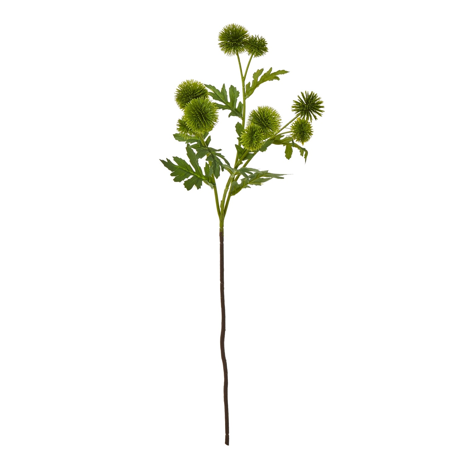Green Globe Thistle Spray - Skandi London